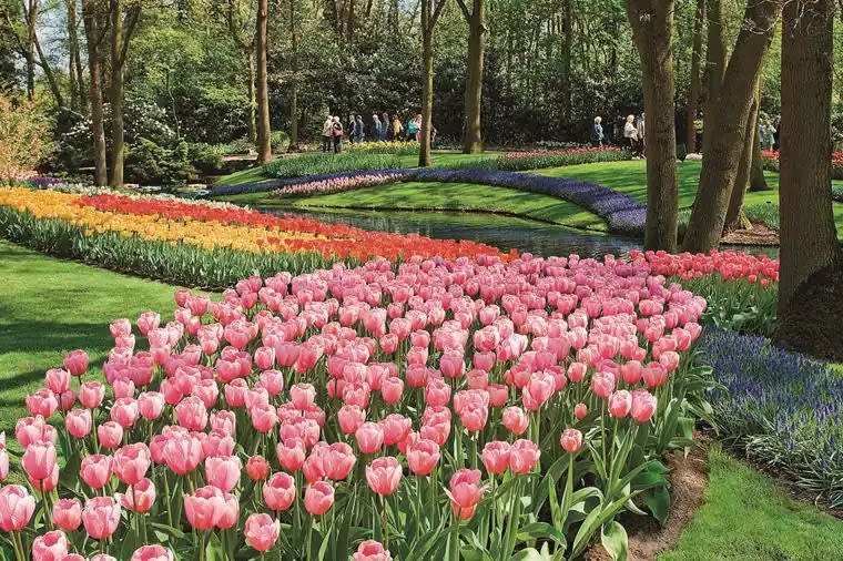 Tulips