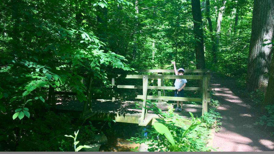 Bowman's Hill blog