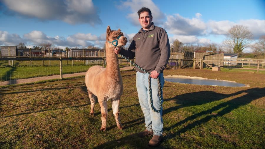Liam with an alpaca