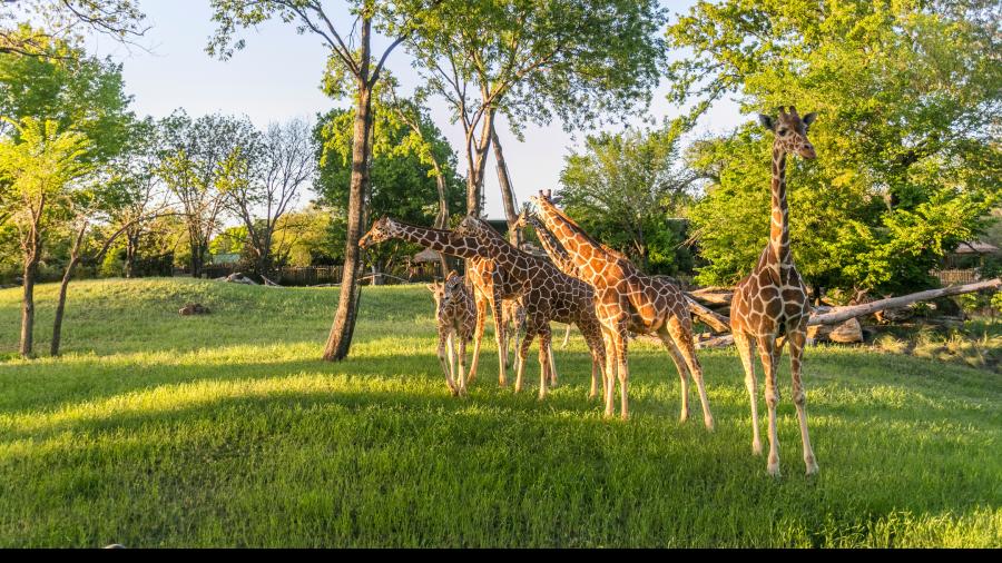 Giraffes at the Fort Worth Zoo