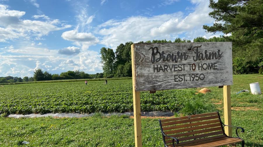 Brown Farms Strawberries