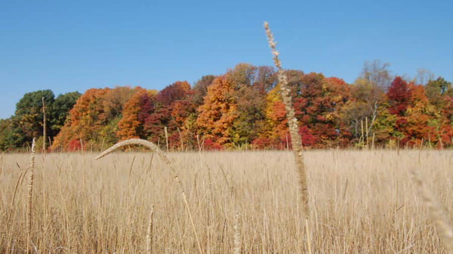 Fall Indy