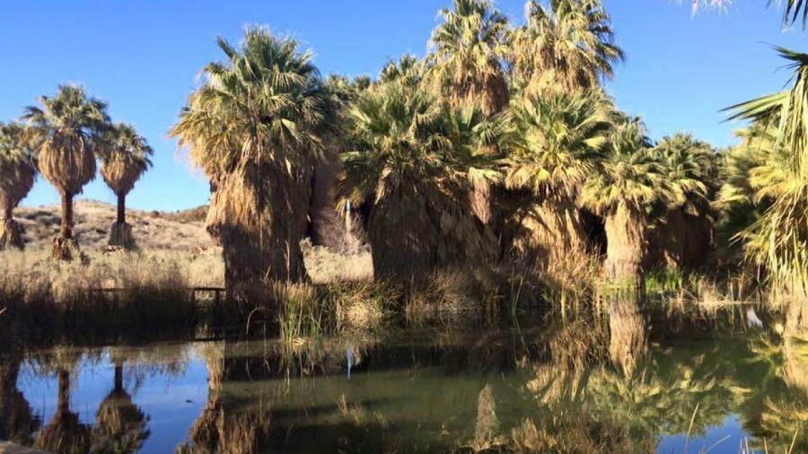 Coachella Valley Preserve