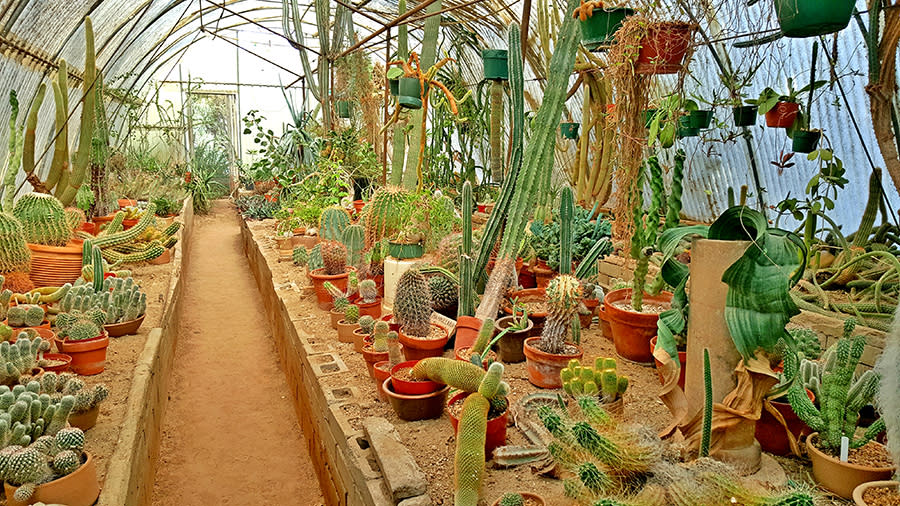 Moorten Garden Cactorium