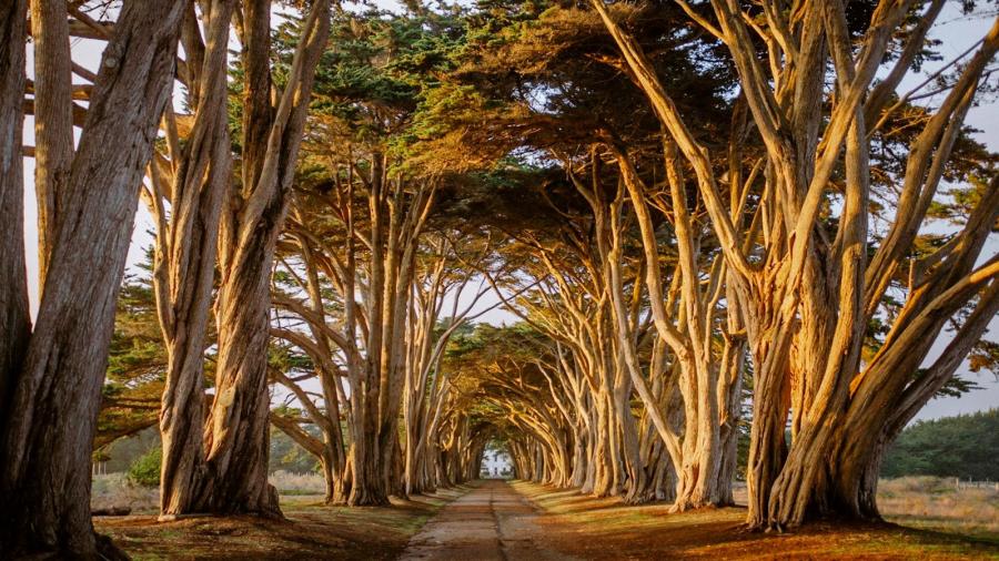Seal Cove Cypress Tree Tunnel