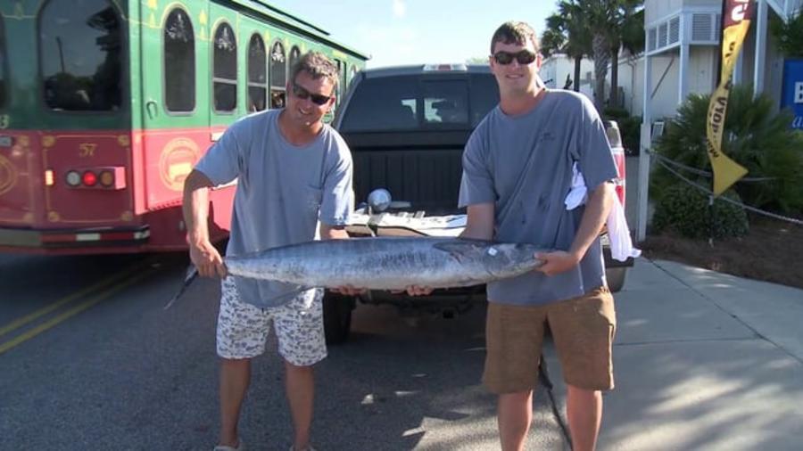 Video Thumbnail - vimeo - Blue Marlin