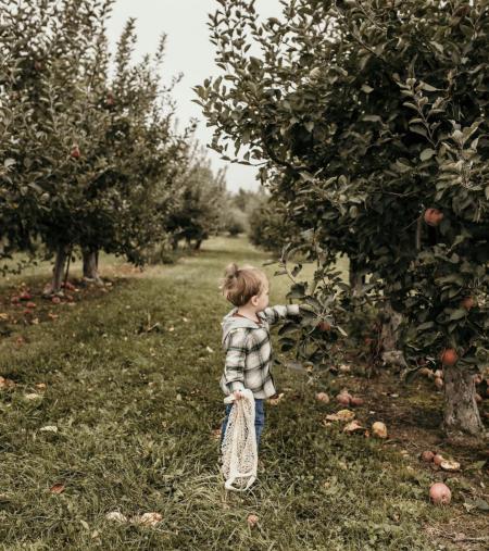 A child picking an apple at Lynd Fruit Farm in Columbus