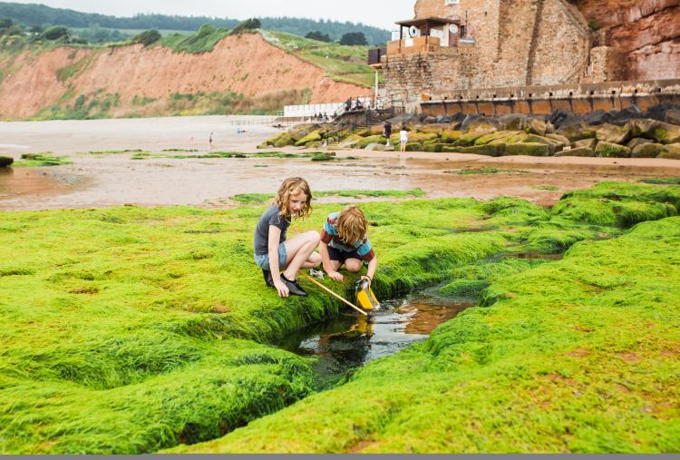 Sidmouth rockpooling