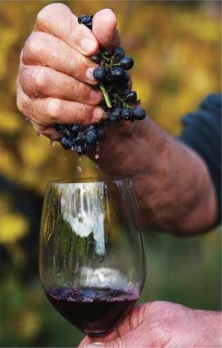 hand squeezing grapes over glass of wine with natural background blur