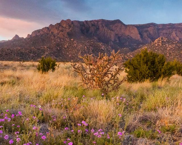 Spring Events In Albuquerque Visit Albuquerque