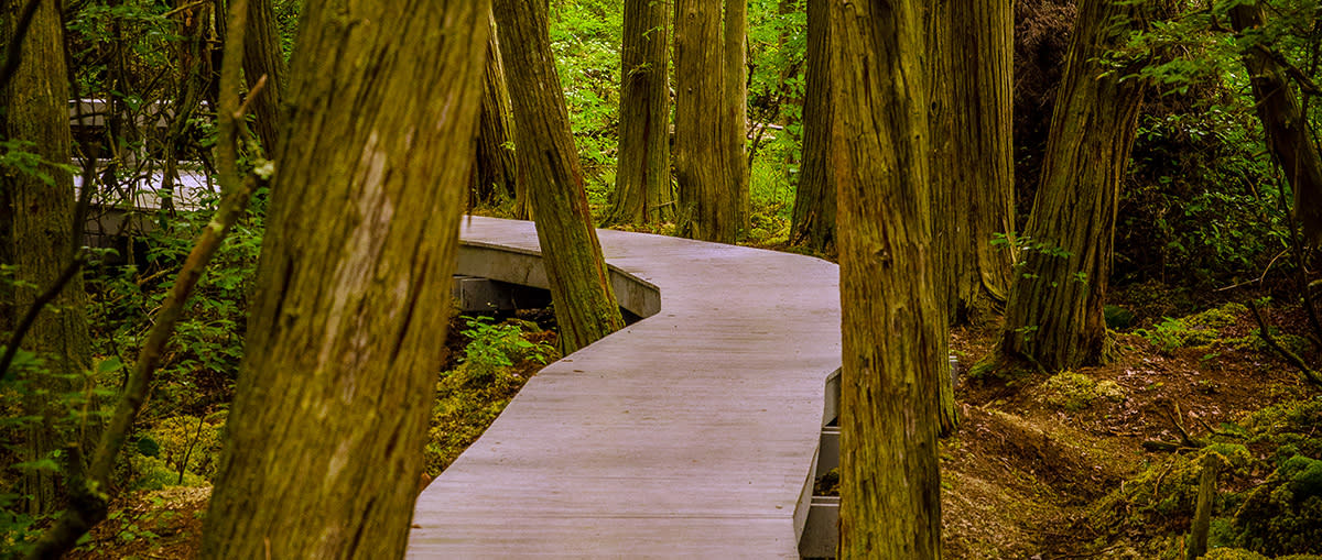 Atlantic White Cedar Swamp