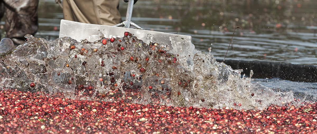 Cranberry Bog Tour on Cape Cod