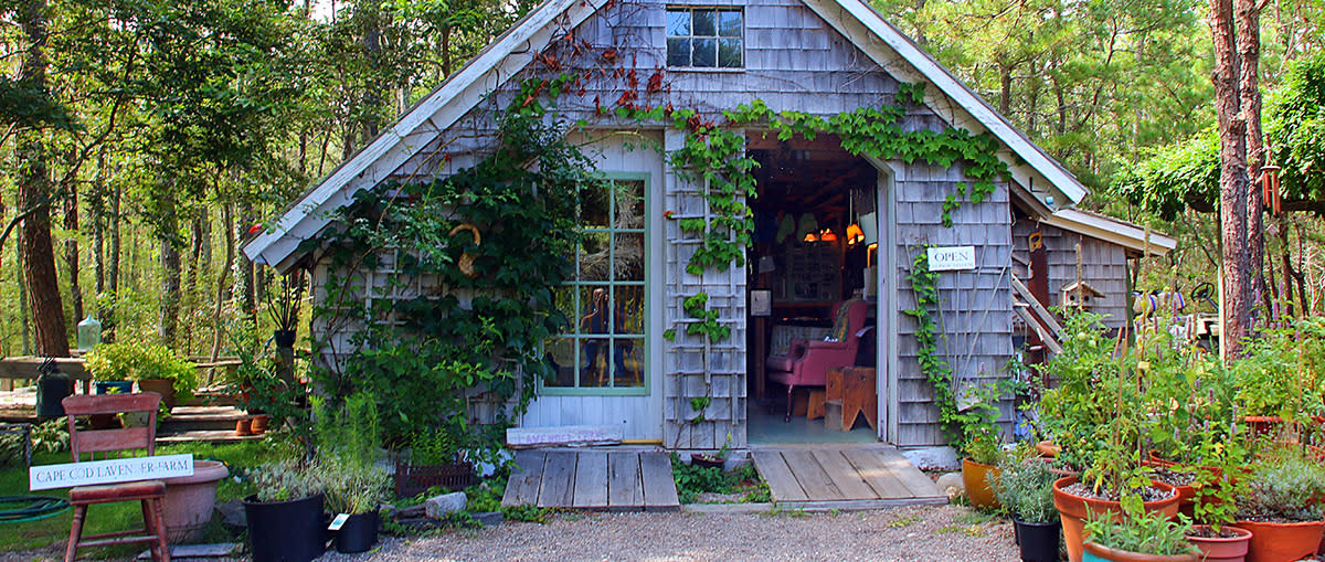 Lavender Farm on Cape Cod