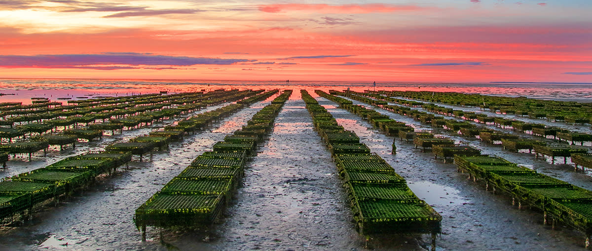 Oyster Farm Tours on Cape Cod