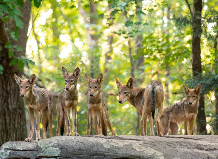 Red Wolf pups at the NC Zoo