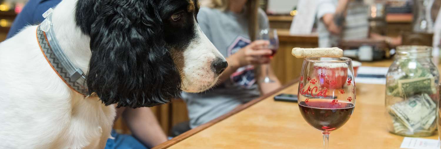 Pet Friendly Places To Stay Finger Lakes Ny Lodging