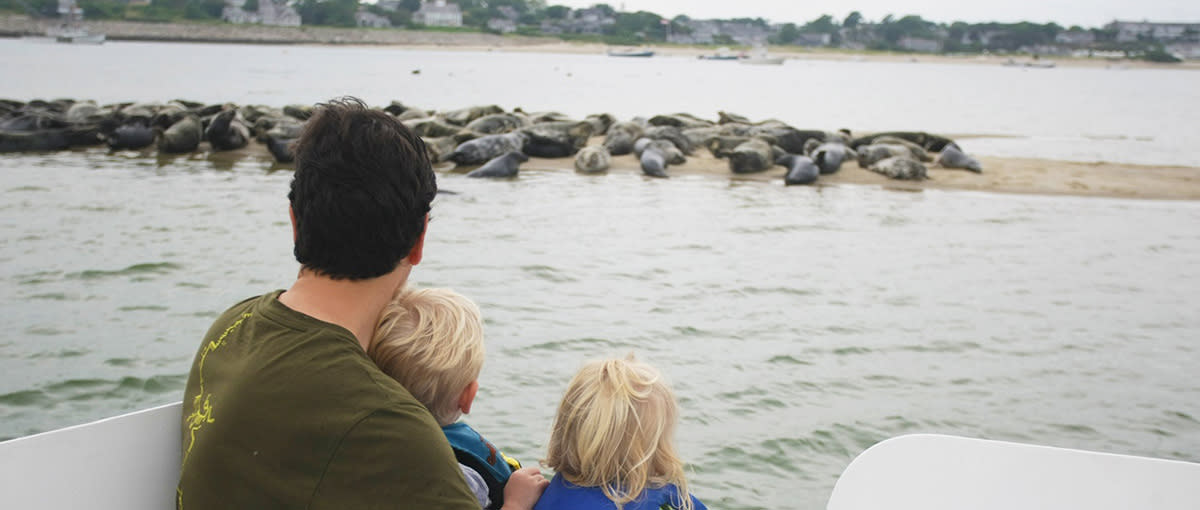 Cape Cod Seal Cruise