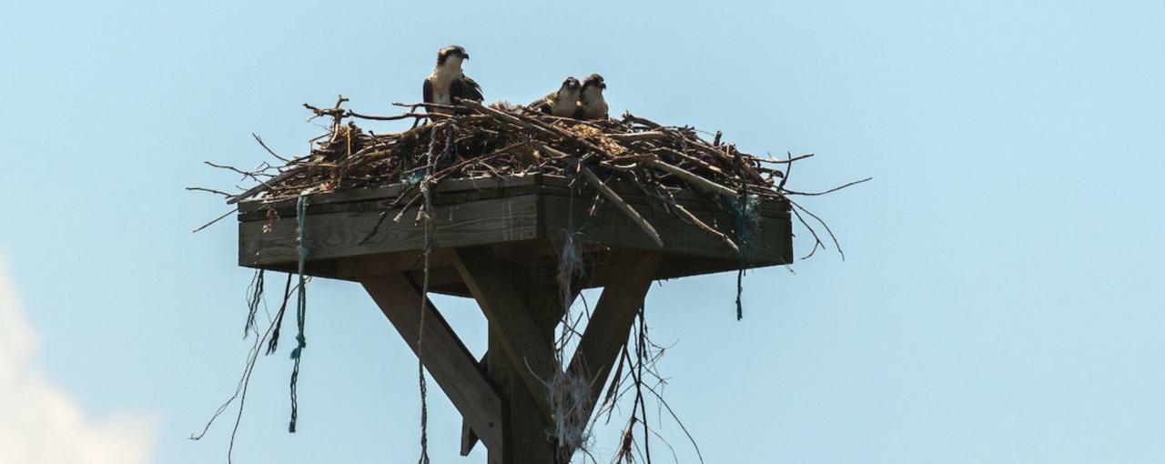 Birding In New York State Binoculars Species Of Birds