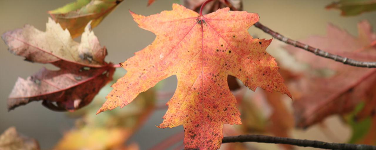 Maple Tree Leaf Identification Chart