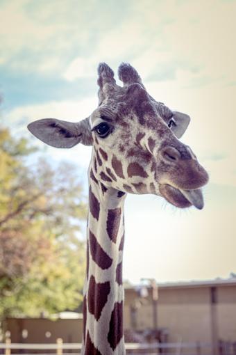 Fitness in the air: Let's hang out - Giraffe in the City