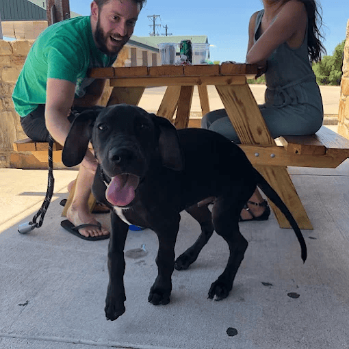 Brewtique Puppy