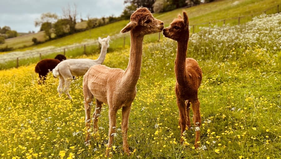 Cotswold Alpacas