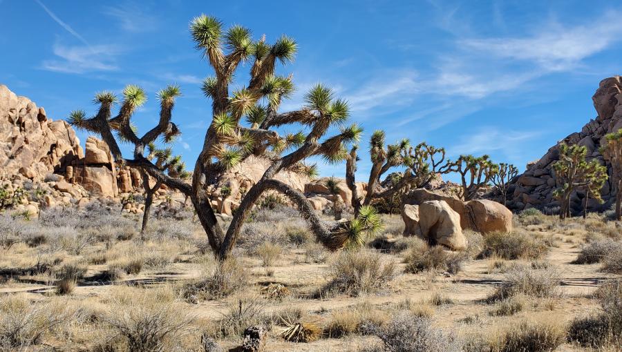 Joshua Tree