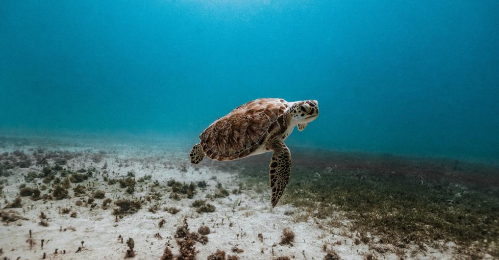 Dauphin Island Sea Turtles  Nesting Season & Protection