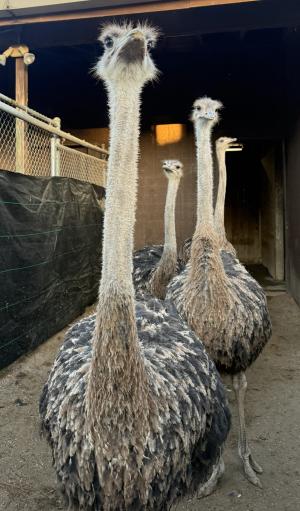 Ostriches at the Montgomery Zoo