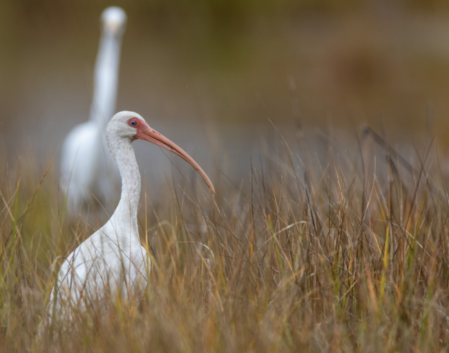 White Ibis in Worcester County, MD