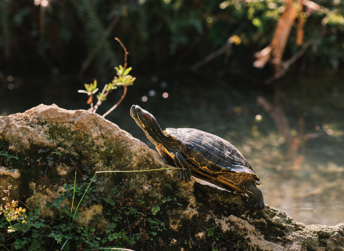 slider turtle blog post nigel