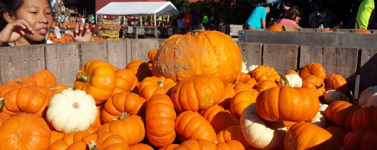 Anderson Orchard Pumpkins