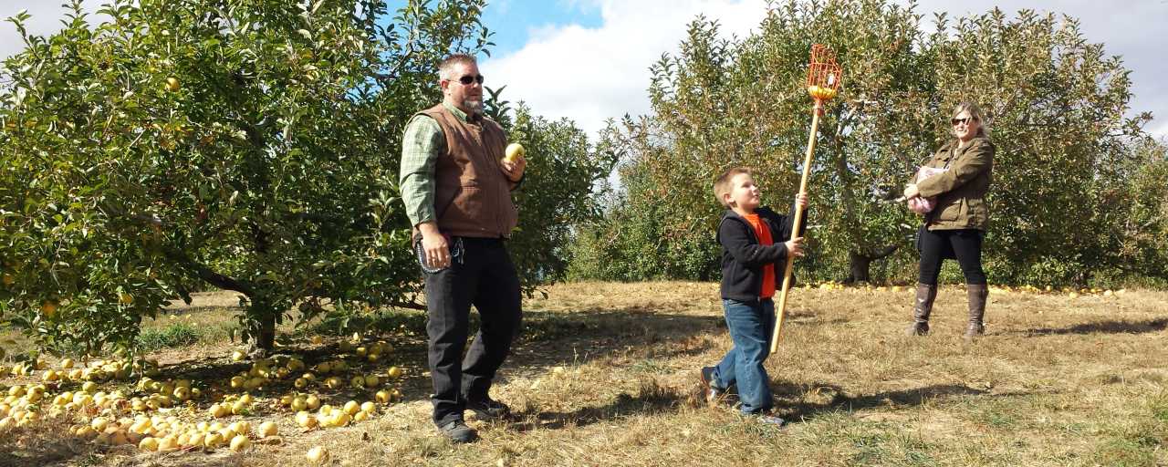 Apple Picking at Anderson Orchard