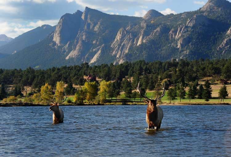 Elk in a Lake in Rocky Mountain National Park