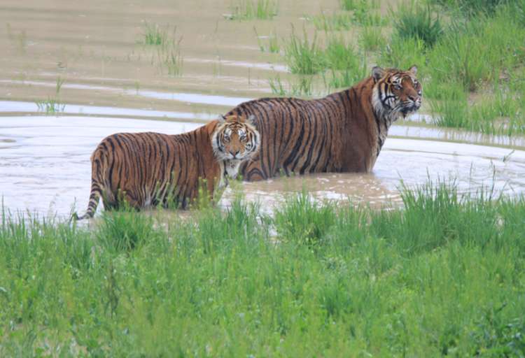 Lions at the wildlife sanctuary