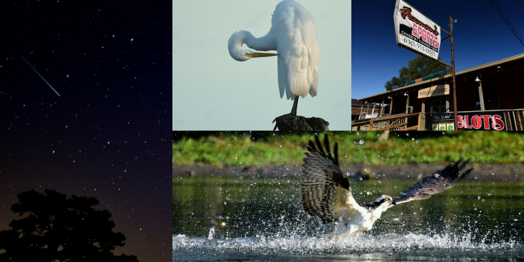 Collage of Bill Peterson's photos, clockwise from left: meteor across the night sky, great egret, freeman's sports in yorkville, osprey diving for fish in the fox river
