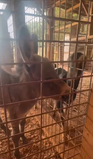 Summer Fun on the Farm Reel Thumbnail