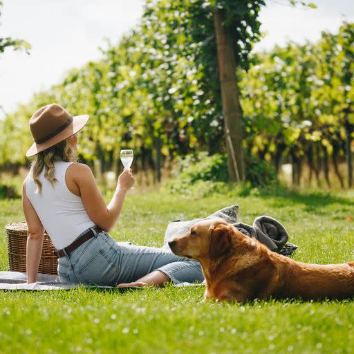 A lady sitting drinking wine among vines with a dog