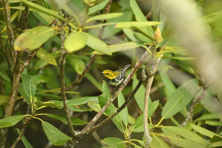 Canada-Warbler