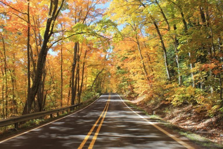 tree lined road
