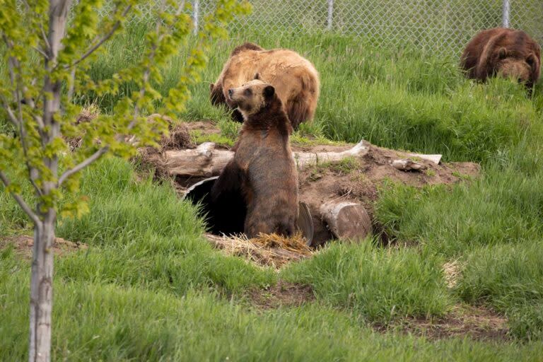 Bears