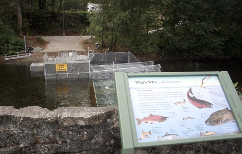 Salmon Area Cedar River