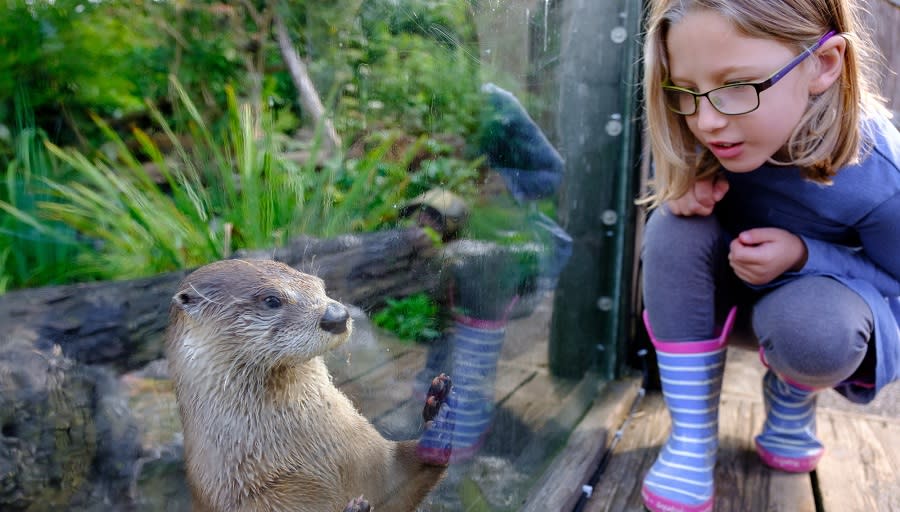 Otter at Slimbridge (Credit: Ben Cherry)