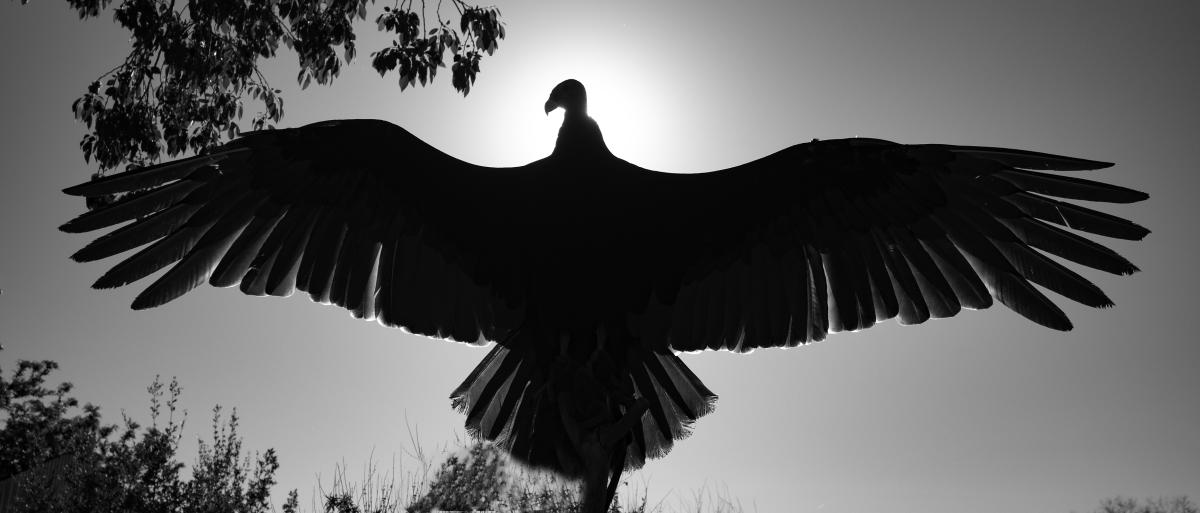 Turkey Vulture