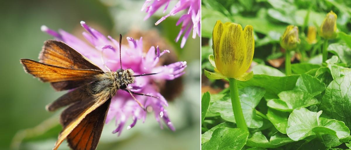 A composite of two photographs showing a skipper moth and lesser celedine