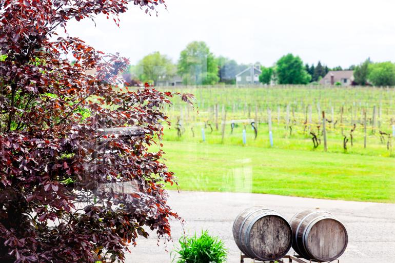 Wine barrel in front of vineyards at Casa Larga