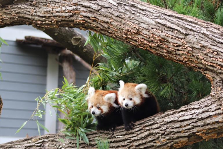 Two red pandas on a log at the Seneca Park Zoo