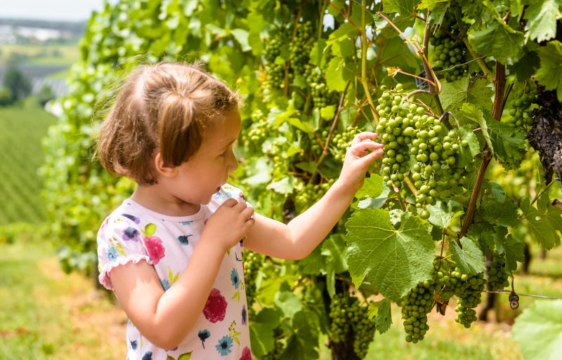 Kid Friendly Wineries