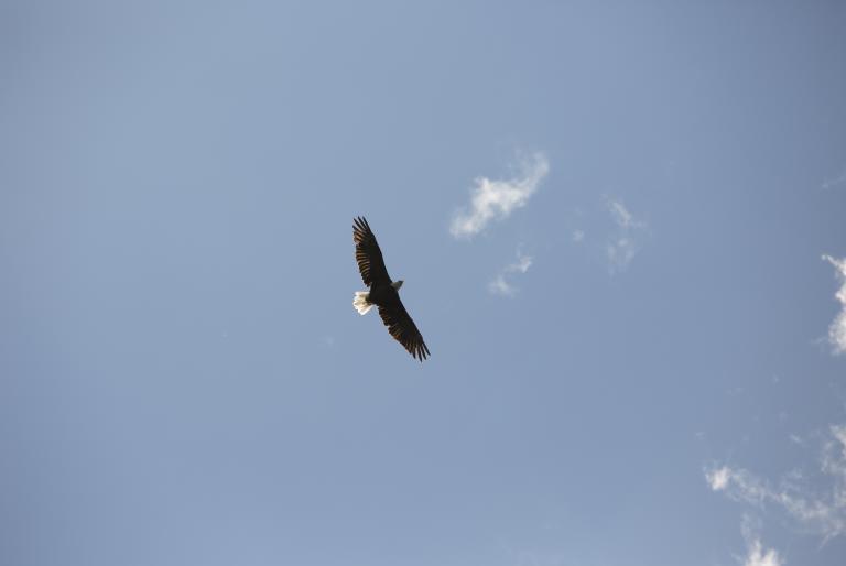 eagle