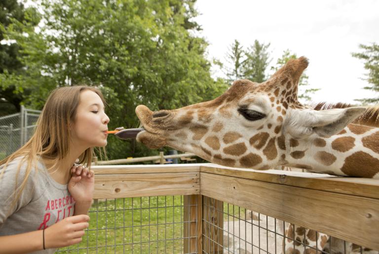 giraffe at zoo